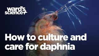 Caring and Culturing for Daphnia [upl. by Harwill]