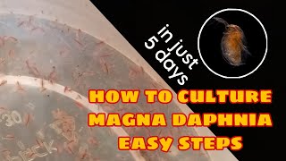 How to Culture Magna Daphnia Easily [upl. by Fredrika830]