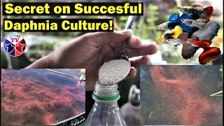 How to Culture Daphnia Successfully [upl. by Ynahpit]