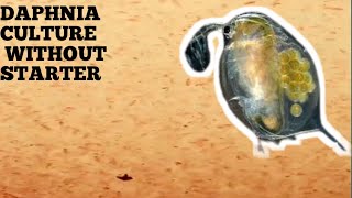 HOW TO CULTURE DAPHNIA NATURALLY WITHOUT A STARTER [upl. by Carny]