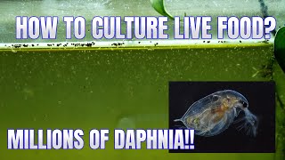 How to Culture Daphnia Secret Method to Breed MILLIONS  Simply Aquatic [upl. by Hezekiah199]