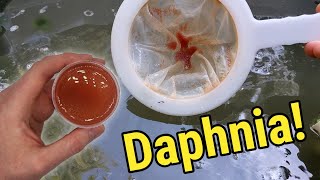 How I Culture Daphnia In Outdoor Tubs [upl. by Nikaniki]