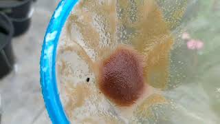 How to culture daphnia moina in a small container Part 1 English Subtitle [upl. by Gagnon588]