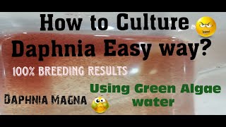 Daphnia MagnaHow to Culture Daphnia Easy wayCulturing Daphnia using Green water Daphnia [upl. by Nomrah]