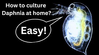 BEST Live Fish Food Beginner guide How to Culture Daphnia at home [upl. by Beaumont]