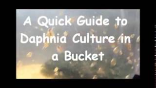 How to culture daphnia outside [upl. by Seth]