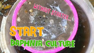 How to culture daphnia moina the easy way 1  Starting the Daphnia culture [upl. by Koller]