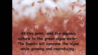 Daphnia  How to grow daphnia in your home [upl. by Forcier]