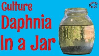 How to Culture Daphnia in a Jar [upl. by Rolyat369]