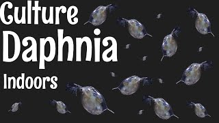 How to Culture Daphnia [upl. by Haianeb836]