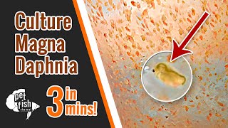 How to culture DAPHNIA MAGNA  The easy way [upl. by Rahel]