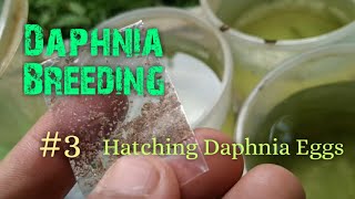 Daphnia Culture made simple and easy 3  Hatching Daphnia eggs [upl. by Medlin]