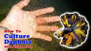 How to Culture Daphnia with ZERO Cost  Unlimited Live Food For Our Fish [upl. by Soule]