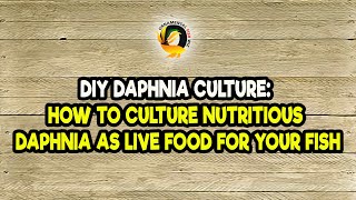 DIY Daphnia Culture How to Culture Nutritious Daphnia as Live Food for Your Fish [upl. by Kroy]