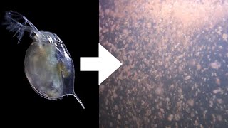 How I Culture Daphnia [upl. by Ellirehs835]