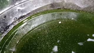 DAPHNIA MOINA CULTURE IN A SMALL BUCKET [upl. by Siekram]