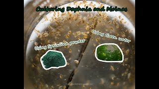 How To Culture Daphnia and Moinas using Green Water Spirulina powder [upl. by Polito]