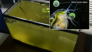 Raising Daphnia for the Freshwater Aquarium [upl. by Nwahsud]