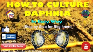 HOW TO CULTURE DAPHNIA In Easy Way [upl. by Tsenrae]